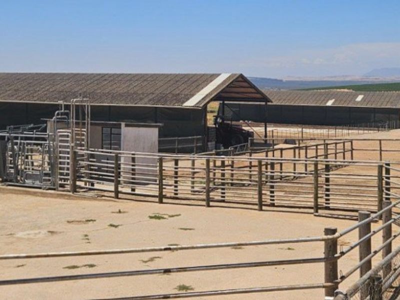 Agricultural farm yard featuring extensive metal livestock fencing, a cattle handling crush, and large functional storage sheds set in an open landscape.