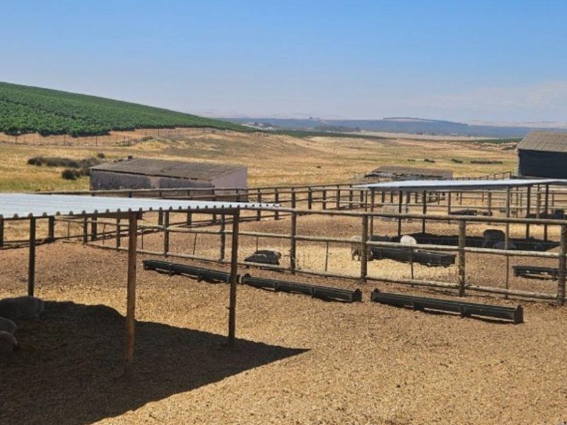 An expansive farm yard featuring multiple livestock enclosures, covered feeding areas with corrugated metal roofs, and a large barn set against a rural landscape.