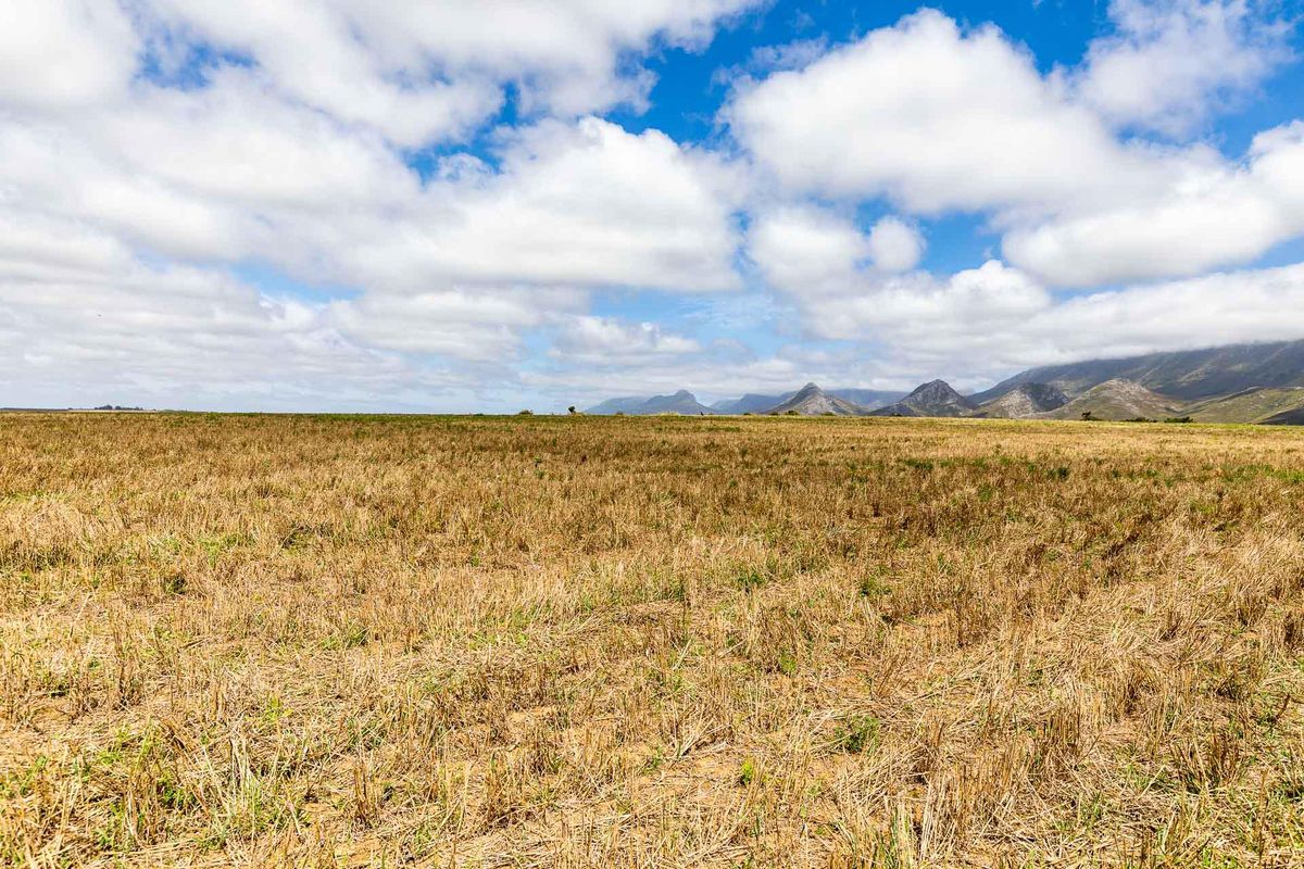 BEAUTIFUL IRRIGATION FARM AT THE FOOT of the LANGEBERG MOUNTAINS CLOSE to ALBERTINIA - Photo 3