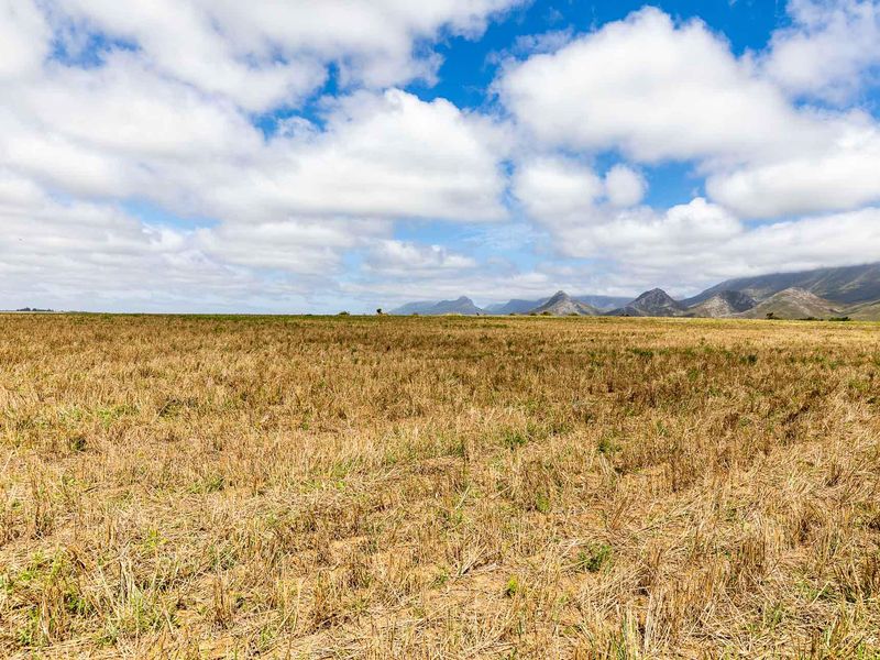 BEAUTIFUL IRRIGATION FARM AT THE FOOT of the LANGEBERG MOUNTAINS CLOSE to ALBERTINIA - Photo 3