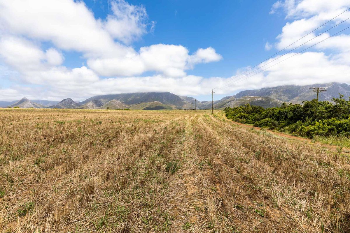 BEAUTIFUL IRRIGATION FARM AT THE FOOT of the LANGEBERG MOUNTAINS CLOSE to ALBERTINIA - Photo 2