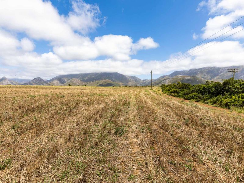 BEAUTIFUL IRRIGATION FARM AT THE FOOT of the LANGEBERG MOUNTAINS CLOSE to ALBERTINIA - Photo 2