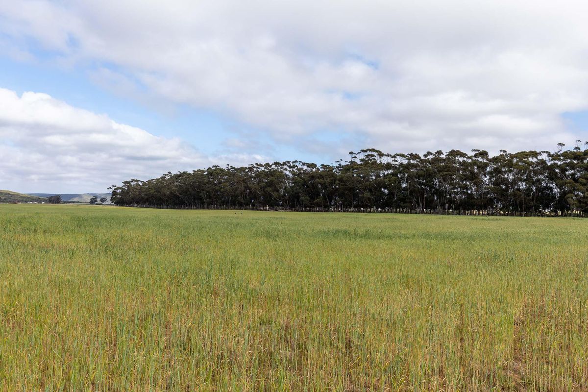 Farm For Sale in Riversdale Rural, Riversdale, Western Cape - Photo 2
