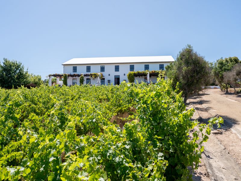 A picturesque view of a two-story farmhouse set against a lush vineyard, featuring a covered patio area and classic architectural design.
