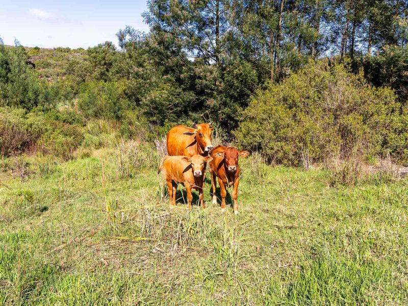 Farm For Sale in Riversdale, Western Cape - Photo 5