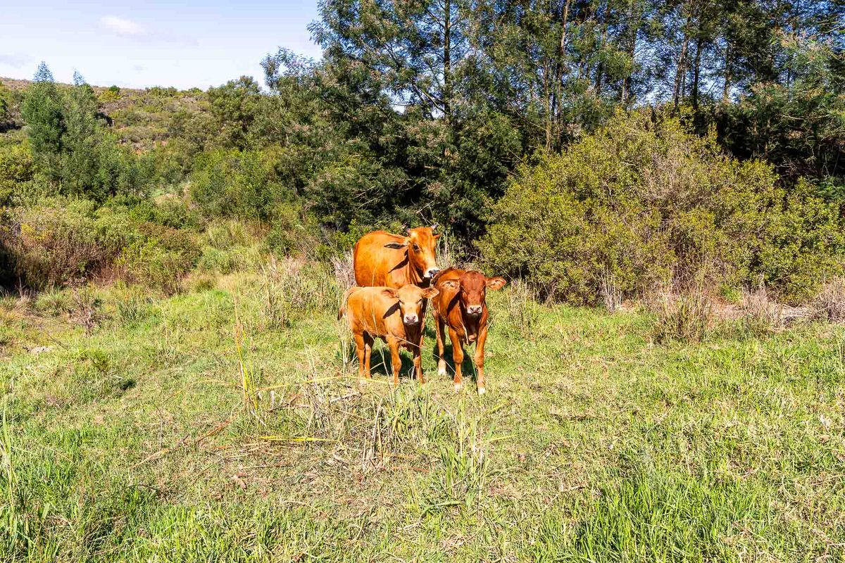 Farm For Sale in Riversdale, Western Cape - Photo 5