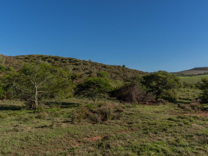 Versatile livestock and game farm close to Riversdale - Photo 5
