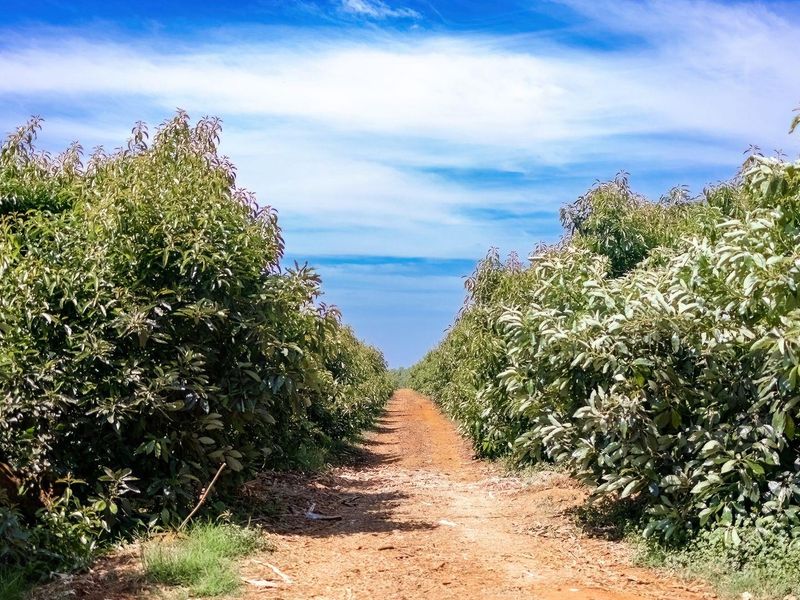 Prime Agricultural Investment-Export Grade Avocado's, Macadamia and Banana Farm For Sale - Photo 4