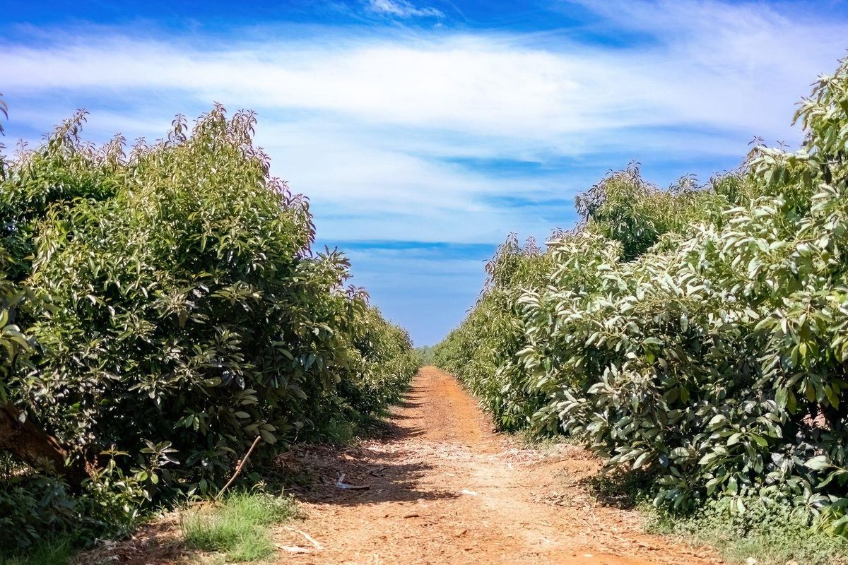 Prime Agricultural Investment-Export Grade Avocado's, Macadamia and Banana Farm For Sale - Photo 4