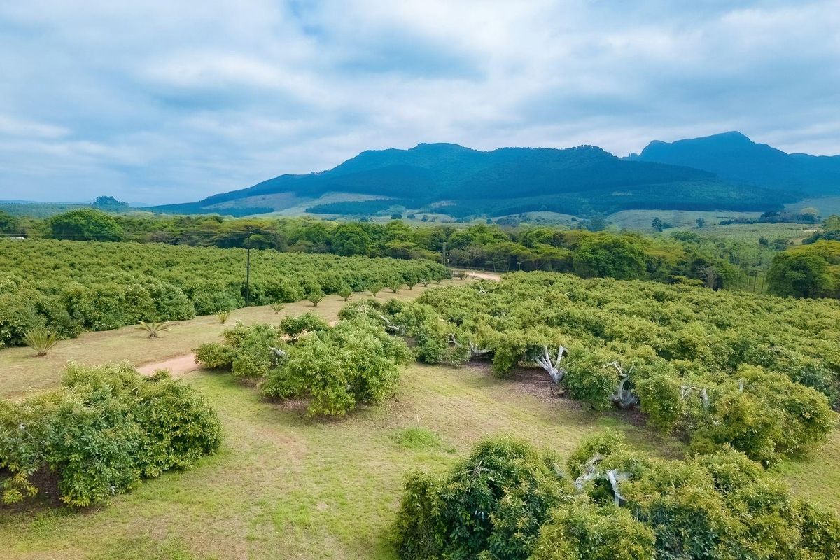 An aerial view of a well-maintained orchard on a farm, featuring rows of fruit trees set against a scenic mountain landscape.