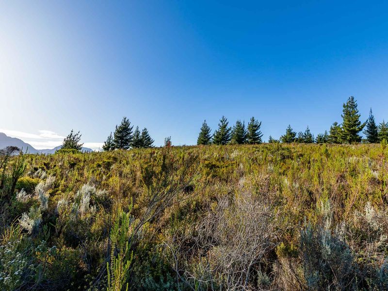 Vacant Land For Sale in Riversdale Rural, Riversdale, Western Cape - Photo 6