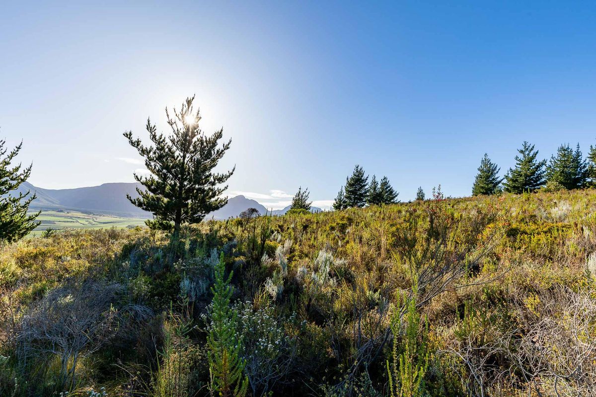 Vacant Land For Sale in Riversdale Rural, Riversdale, Western Cape - Photo 5