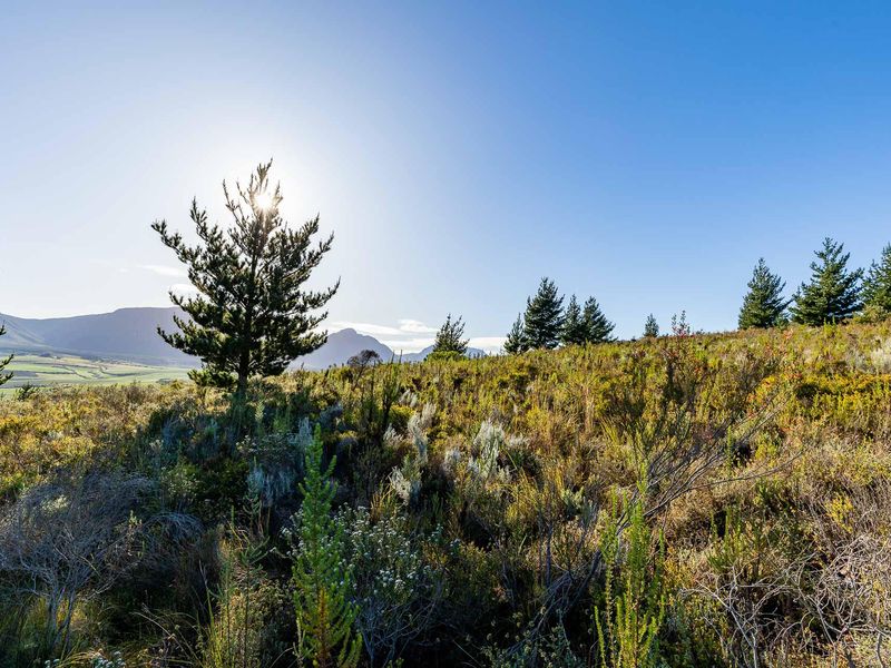 Vacant Land For Sale in Riversdale Rural, Riversdale, Western Cape - Photo 5