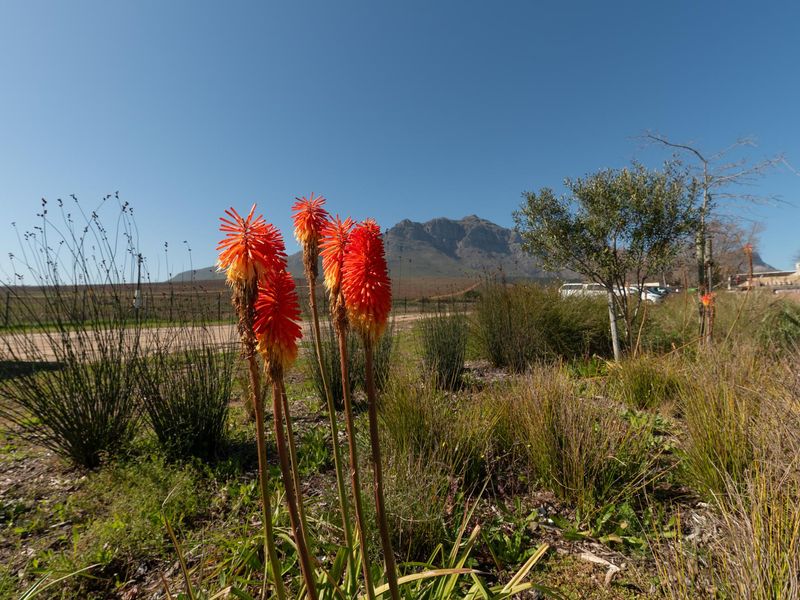 Vacant Land For Sale in Paradyskloof, Stellenbosch, Western Cape - Photo 9