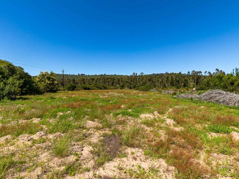 A view of the vacant residential land featuring natural vegetation, sandy soil, and surrounding trees under a clear blue sky.