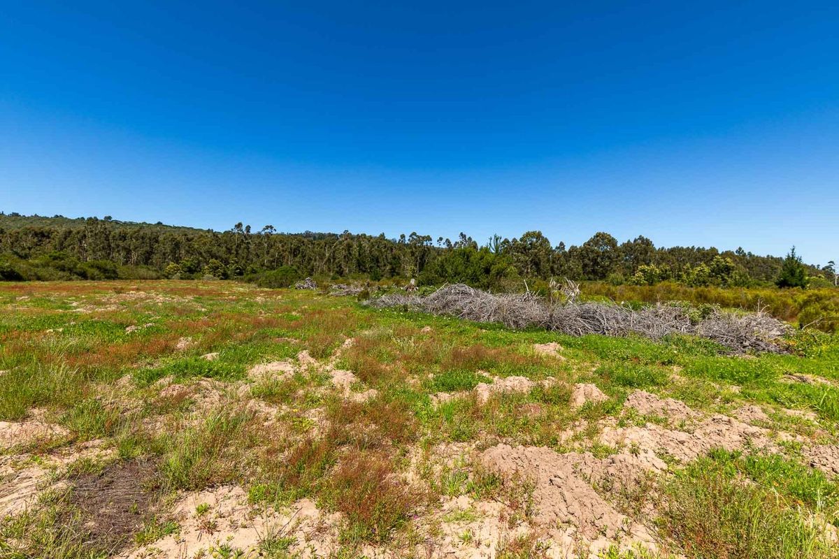 A wide-angle view of a vacant residential plot featuring natural vegetation, native grasses, and a backdrop of mature trees under a clear blue sky.