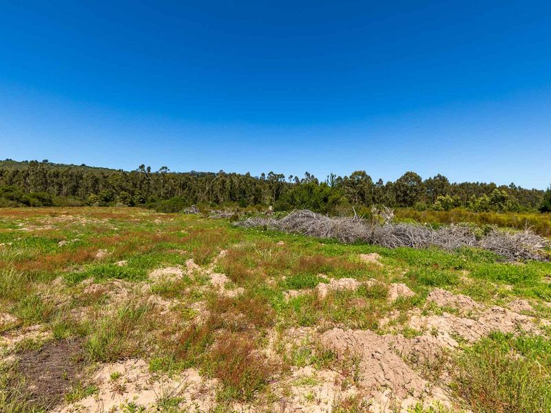A wide-angle view of a vacant residential plot featuring natural vegetation, native grasses, and a backdrop of mature trees under a clear blue sky.