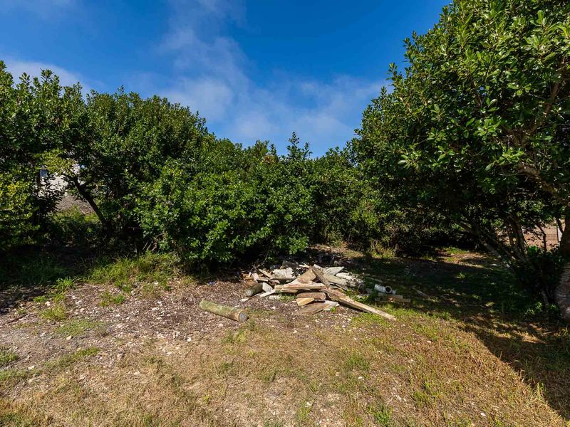 A view of the vacant residential land featuring dense mature trees and scattered debris on the ground.
