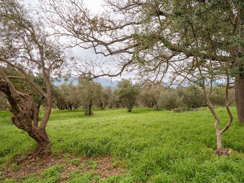 Exceptional 5.14-Hectare Estate: A Canvas for Luxury Development in Stellenbosch! - Photo 8