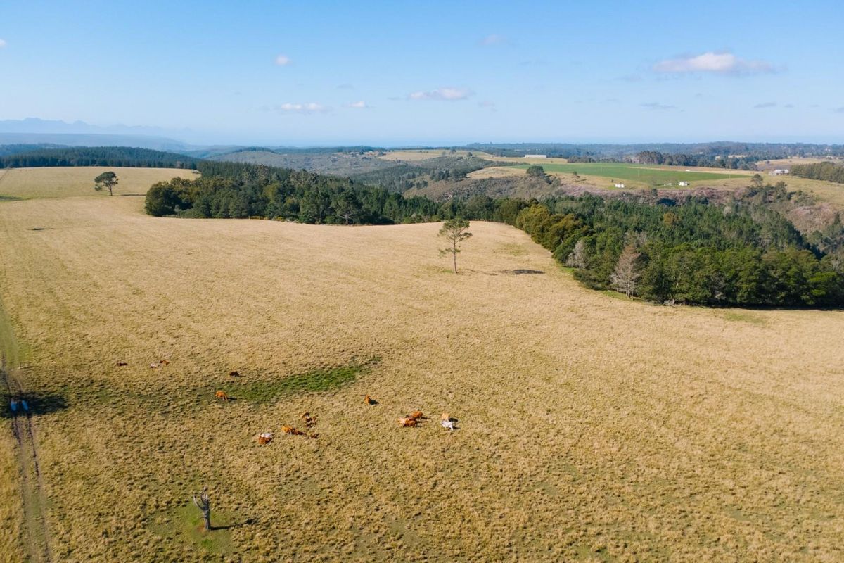 149 Ha Farm situated between Plettenberg Bay and Knysna - Photo 5