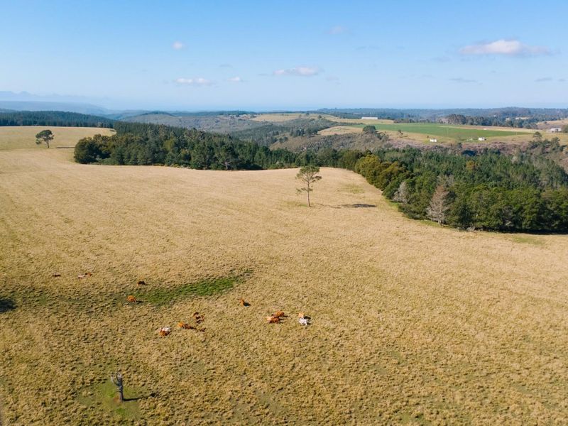 149 Ha Farm situated between Plettenberg Bay and Knysna - Photo 5