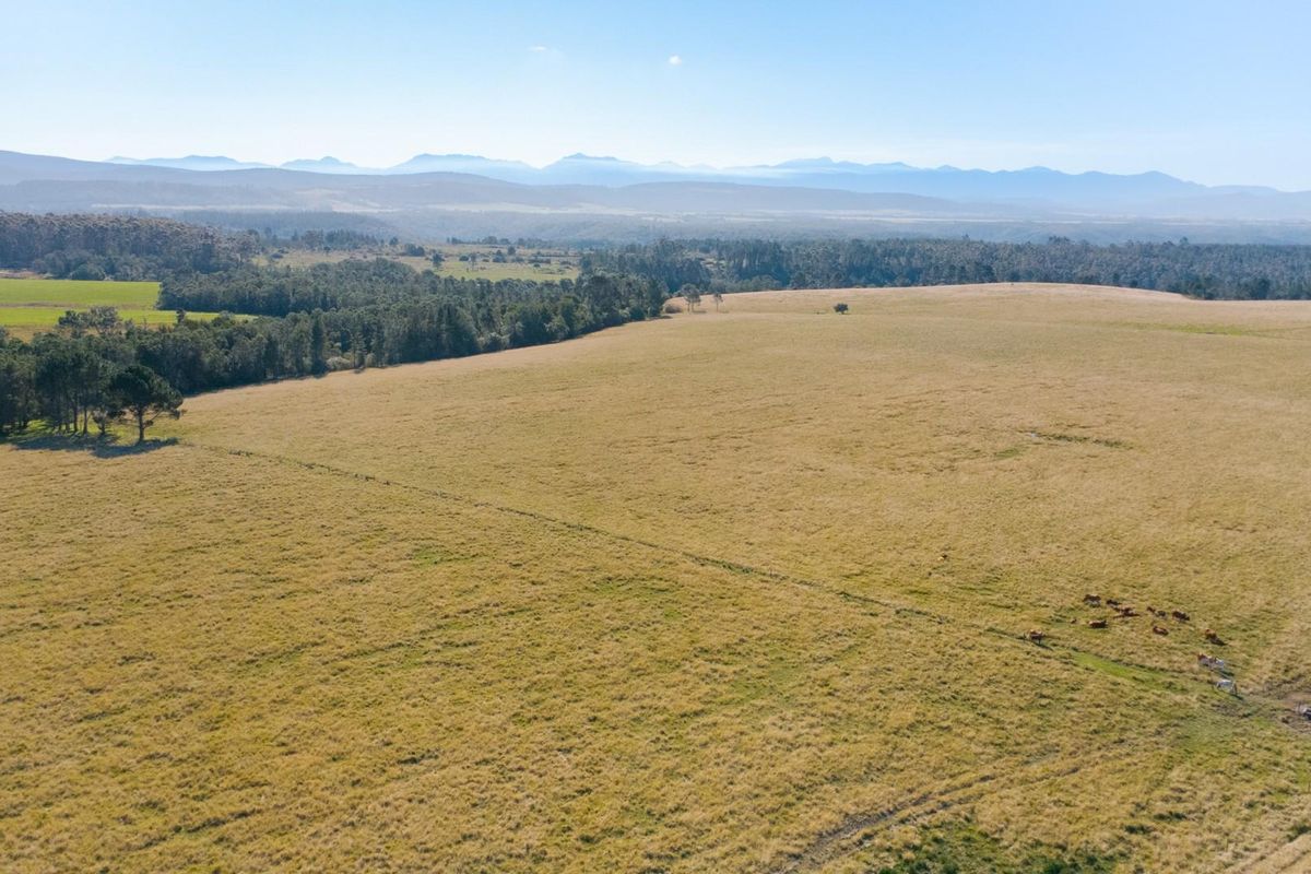 149 Ha Farm situated between Plettenberg Bay and Knysna - Photo 4