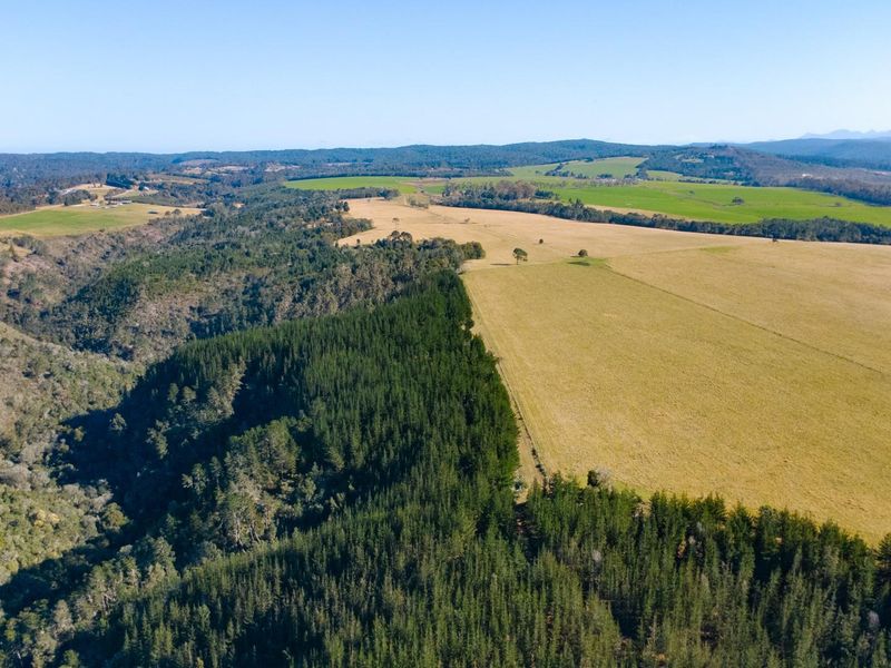 149 Ha Farm situated between Plettenberg Bay and Knysna - Photo 10