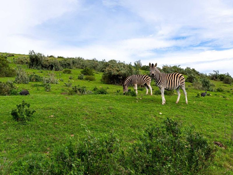 A scenic view of a grassy, sloped residential plot featuring natural vegetation and local wildlife.