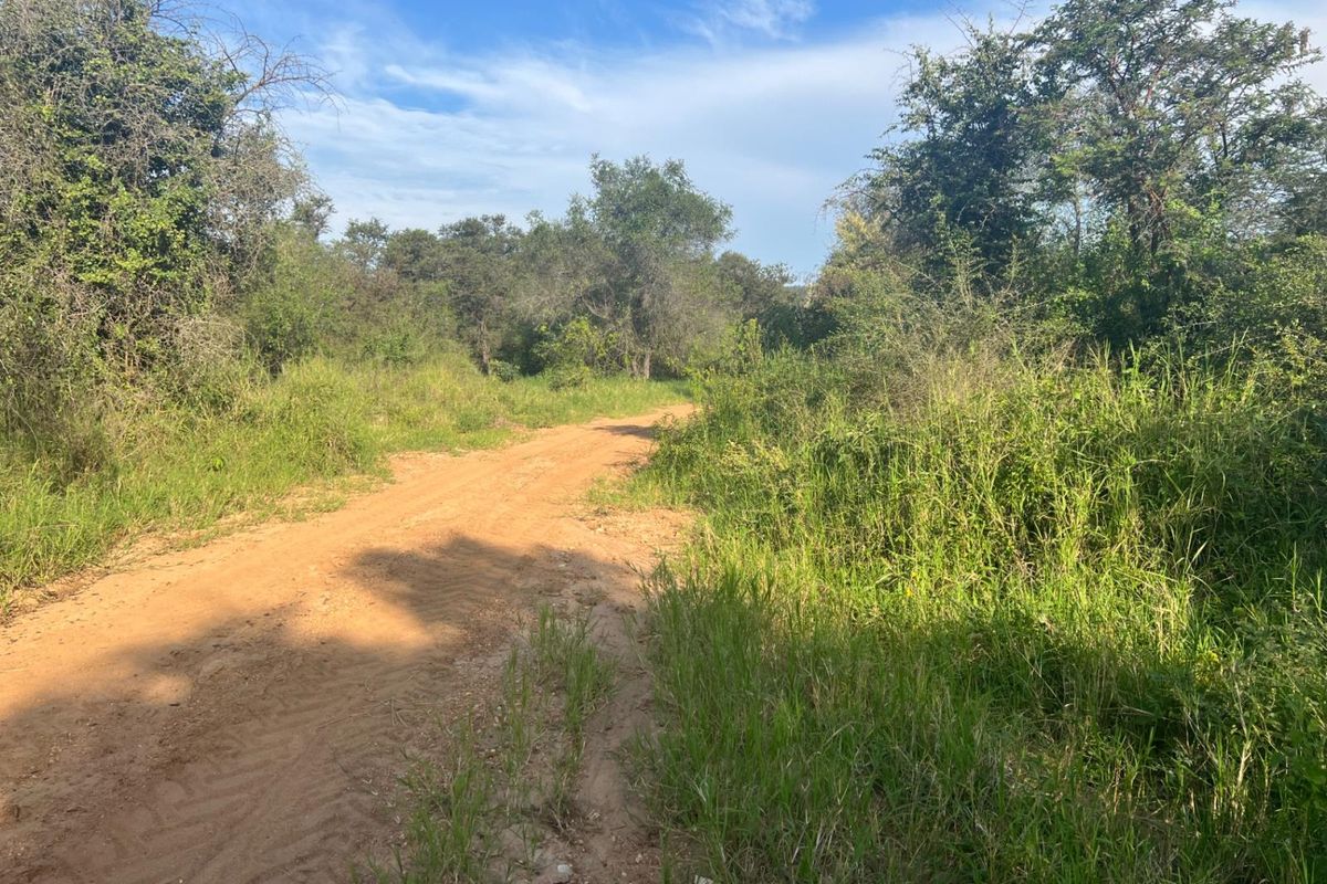 Exceptional 1,244 ha Multi-Purpose Farm | Water-Rich | Fertile Soils | 75 km from Polokwane - Photo 5