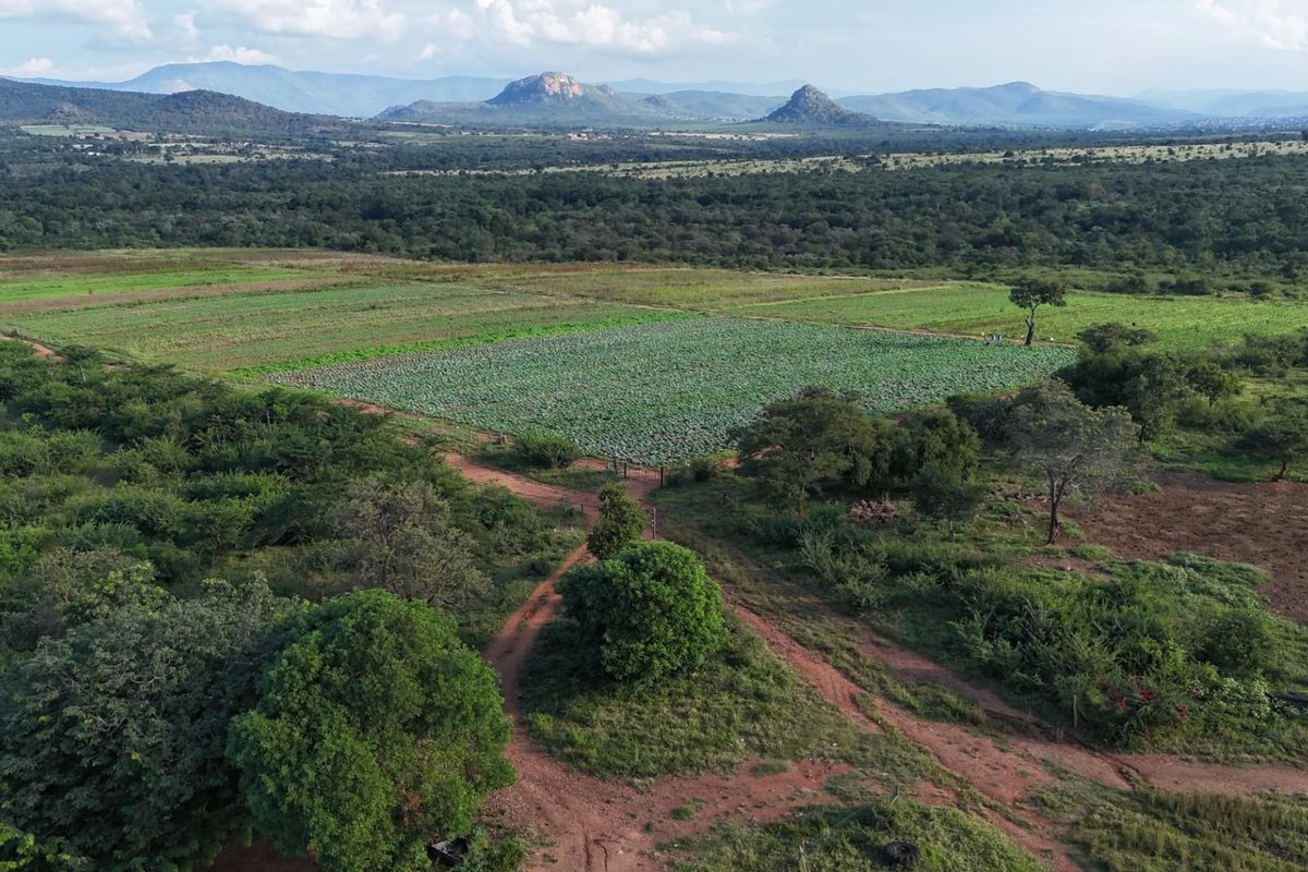 Exceptional 1,244 ha Multi-Purpose Farm | Water-Rich | Fertile Soils | 75 km from Polokwane - Photo 3