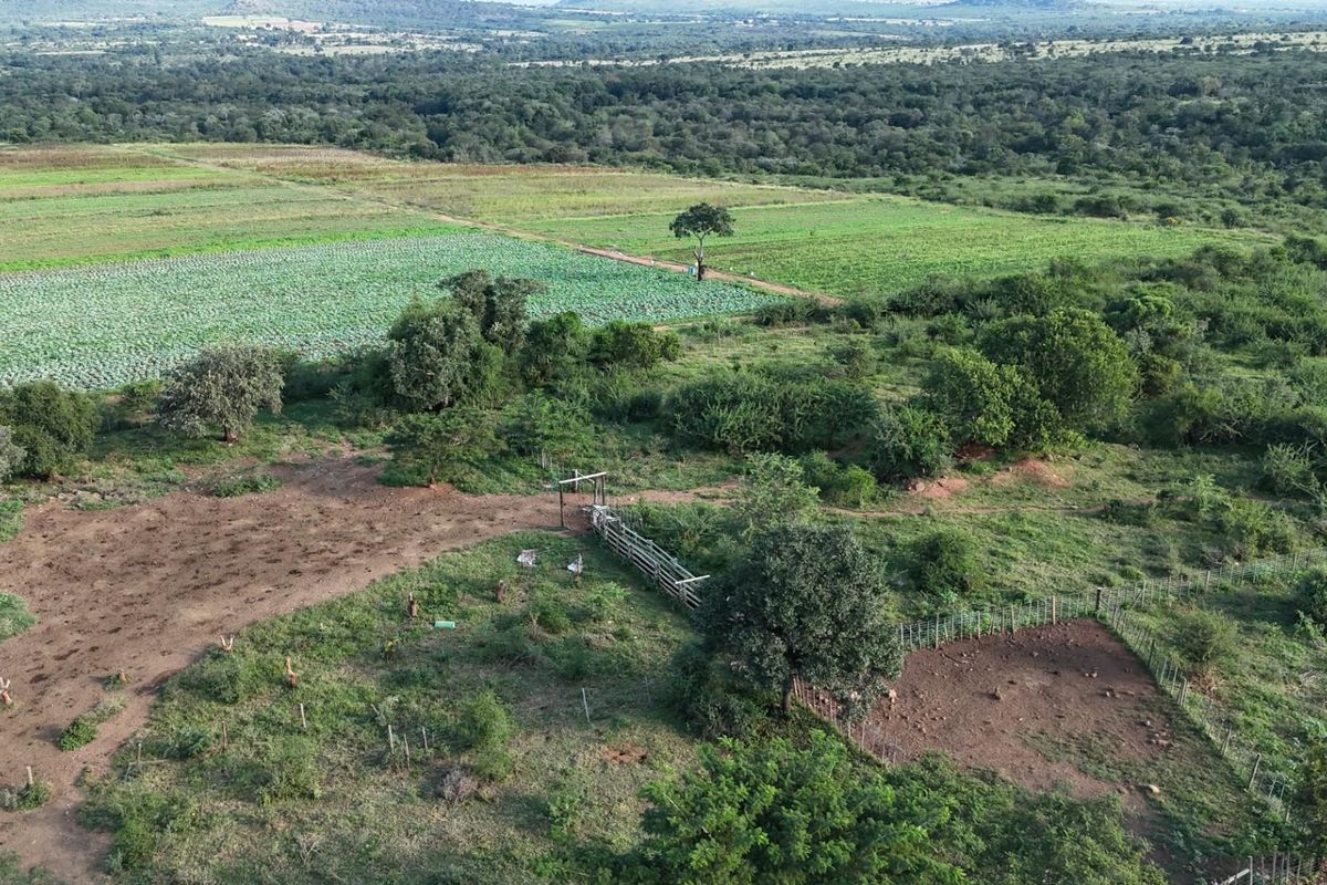 Exceptional 1,244 ha Multi-Purpose Farm | Water-Rich | Fertile Soils | 75 km from Polokwane - Photo 2