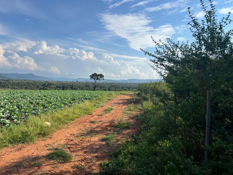Exceptional 1,244 ha Multi-Purpose Farm | Water-Rich | Fertile Soils | 75 km from Polokwane - Photo 7