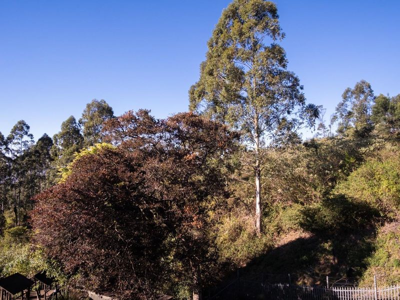Lifestyle, Space and Income Potential - Perfectly Positioned Between Hilton and Pietermaritzburg - Photo 8
