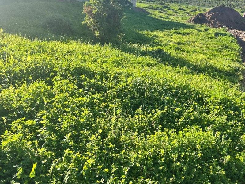 Design Your Own Horizon | Premium Vacant Land in Welgedaan Estate - Photo 3