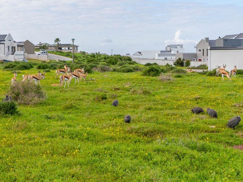 Large 802m2 Vacant Plot for Sale in Hoogland Estate, Saldanha Bay - Photo 2