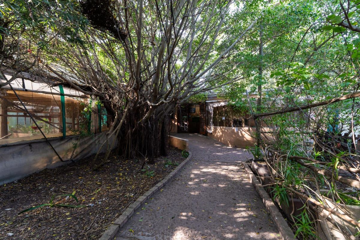 A shaded outdoor pathway leading through a garden area with mature trees and existing mesh enclosures, requiring maintenance and landscaping.