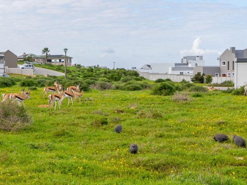 A view of a vacant residential plot featuring natural grassland and local wildlife, situated within a developed residential estate.