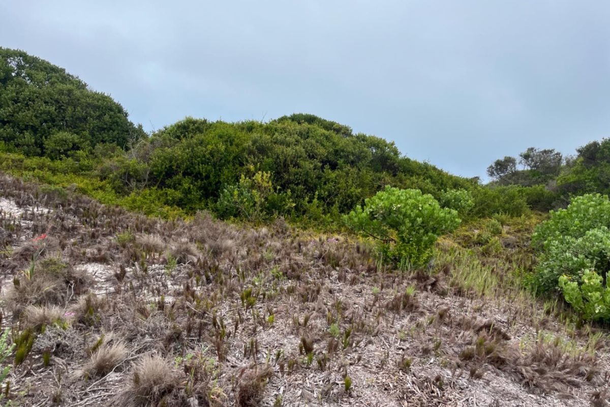 A view of the natural, undeveloped sloped terrain featuring native coastal vegetation and shrubs on the vacant residential property.