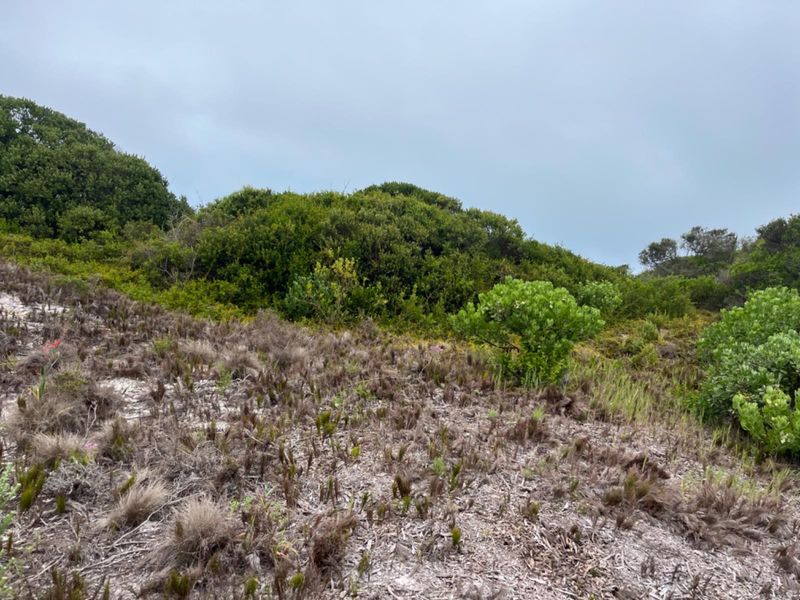 A view of the natural, undeveloped sloped terrain featuring native coastal vegetation and shrubs on the vacant residential property.