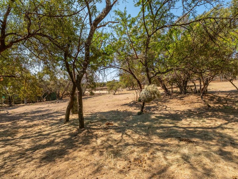 A spacious, natural garden area featuring mature trees and dry ground cover, offering a rustic outdoor setting.