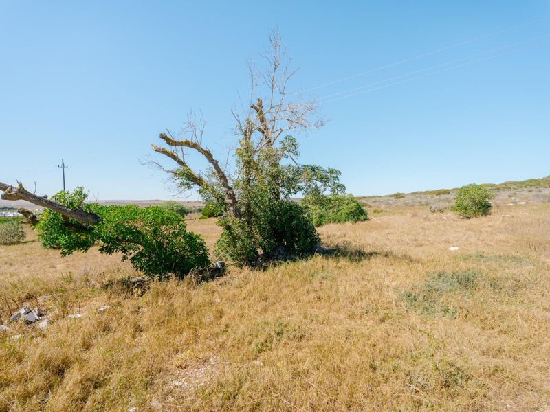 A view of a vacant residential plot featuring dry grass, native vegetation, and overhead power lines under a clear blue sky.