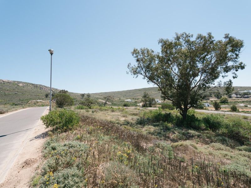 A view of the paved street and surrounding vacant residential land with natural vegetation and a street light pole.