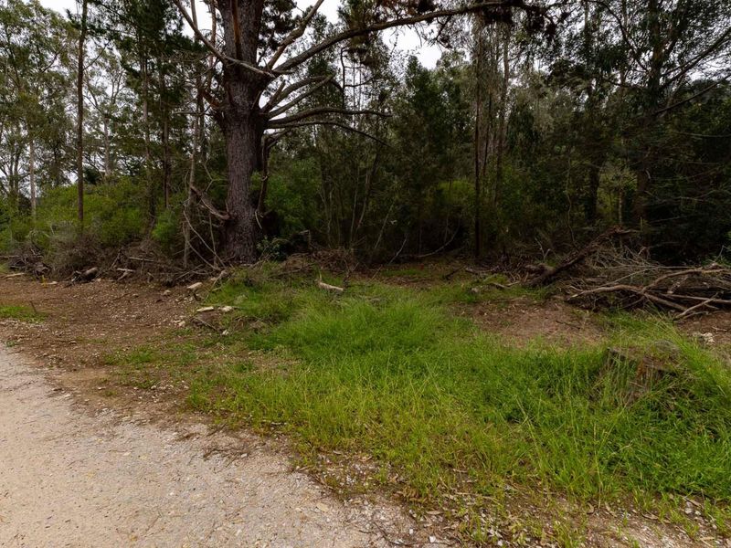 A view of a vacant residential plot featuring mature trees and natural vegetation, offering a blank canvas for future development.
