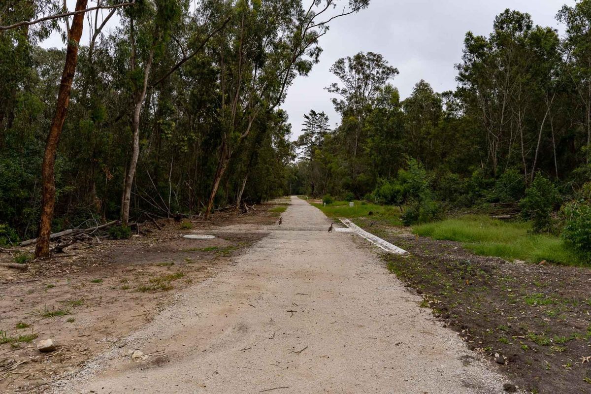 A view of an unpaved access road flanked by mature trees and natural vegetation, featuring concrete kerbing and a manhole cover.