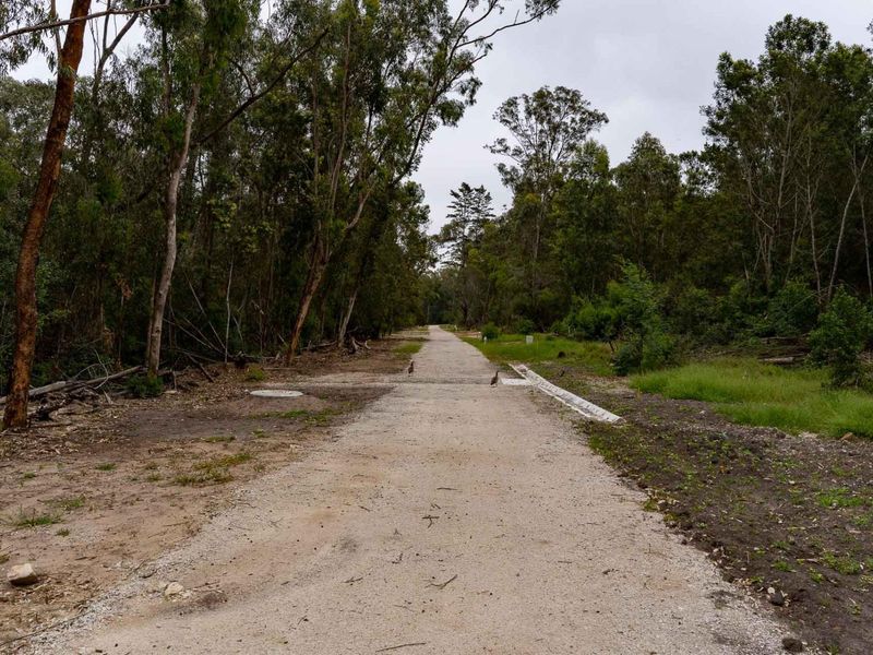 A view of an unpaved access road flanked by mature trees and natural vegetation, featuring concrete kerbing and a manhole cover.