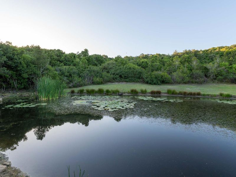 A serene view of a natural pond surrounded by lush greenery and indigenous vegetation, offering a peaceful outdoor setting.