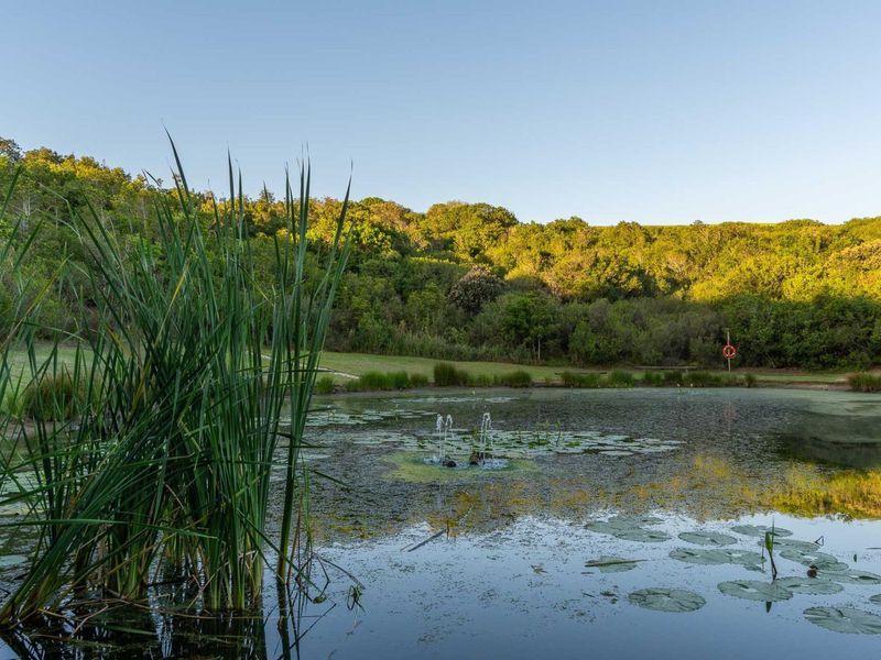 A serene natural pond feature set within a landscaped garden area, featuring water lilies and a small fountain.
