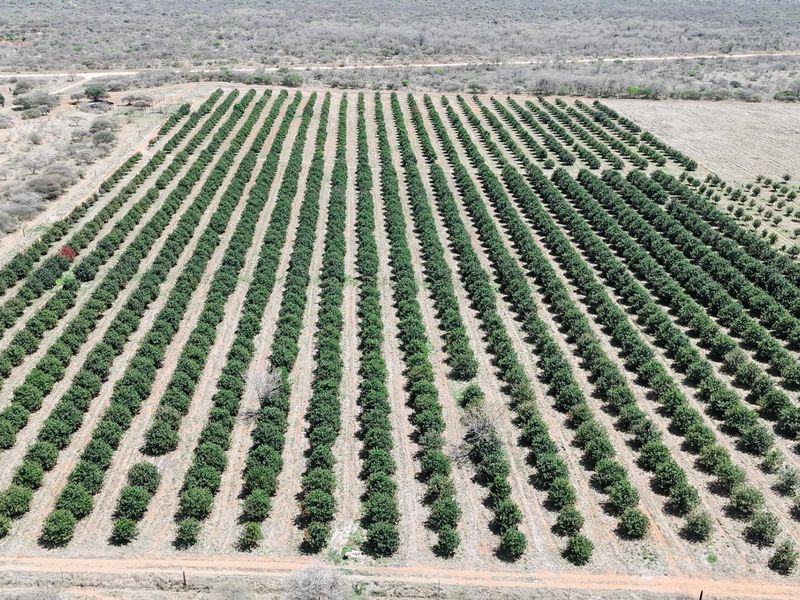 An aerial view of a large, well-maintained orchard with neatly aligned rows of trees, showcasing the agricultural potential of the farm property.
