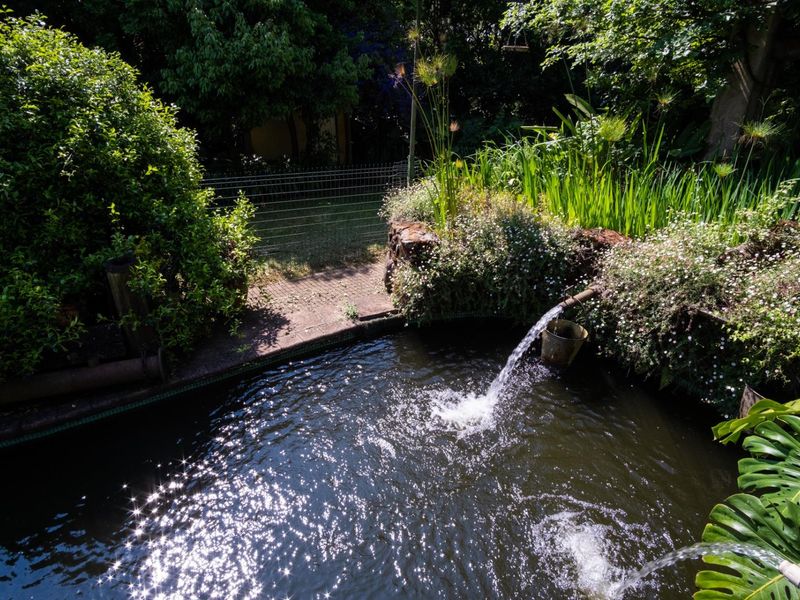 A tranquil garden water feature with a stone-edged pond, cascading water, and lush surrounding greenery.