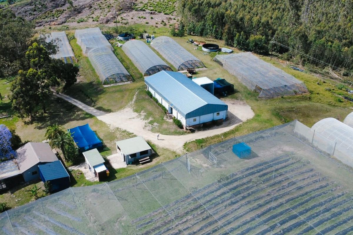 Aerial view of a farm property featuring multiple greenhouses, a large central shed, agricultural netting, and water storage infrastructure set within a rural landscape.